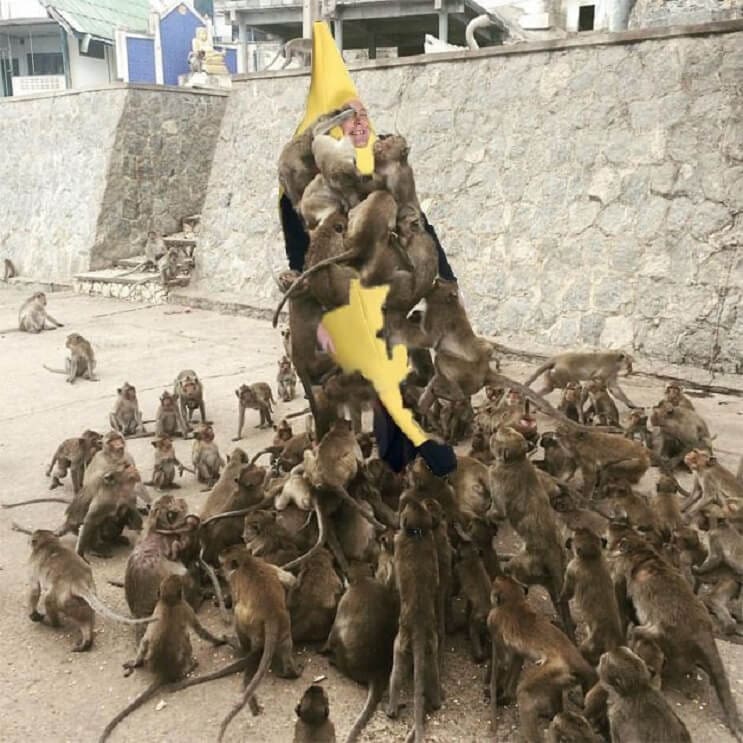 Un hombre quiso alimentar a los monos y le pasó esto. Por si fuera poco, el Photoshop también lo agarró 05