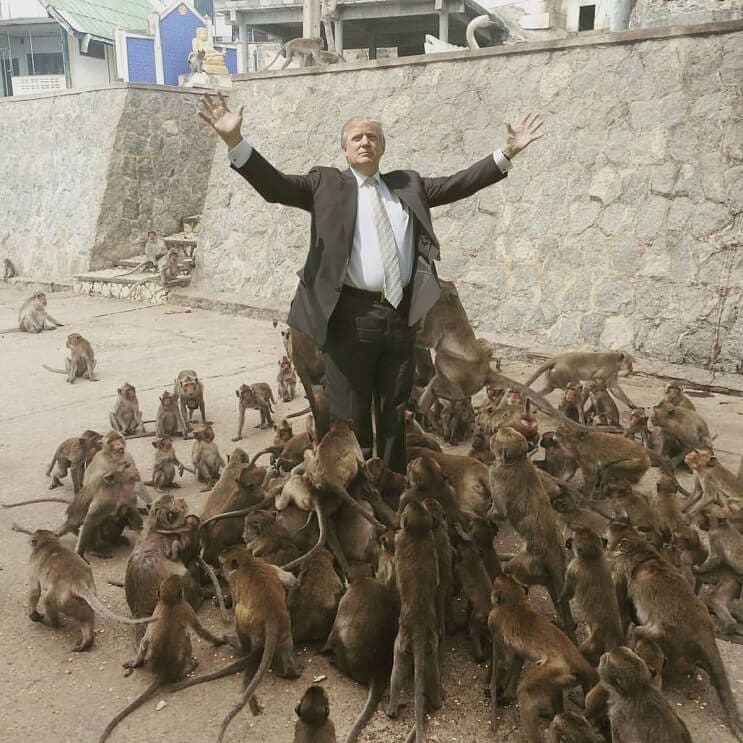 Un hombre quiso alimentar a los monos y le pasó esto. Por si fuera poco, el Photoshop también lo agarró 07