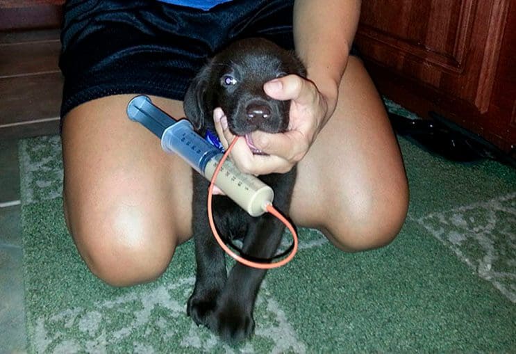 Veterinario salva a perrito de la eutanasia y lo adopta 4