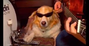 perro