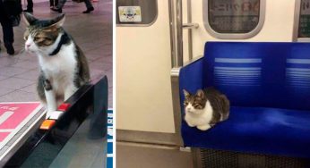 Este singular gato toma el tren de manera regular por sí solo