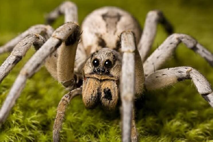 5-mitos-sobre-las-arañas