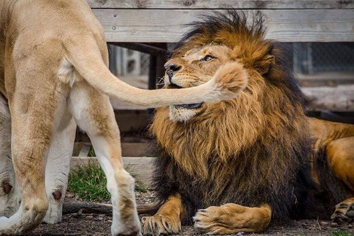 Esta leona nos enseña que jamás hay que perder las esperanzas para vivir y amar 9