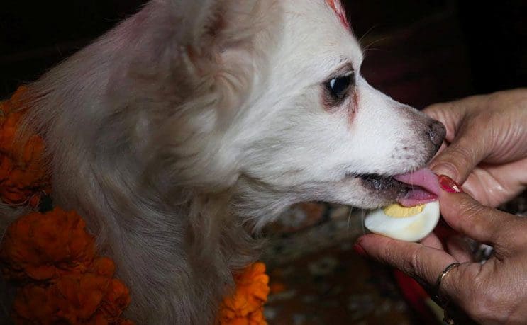 Kukur Tihar, festival que rinde homenaje a los perros como debe ser 2
