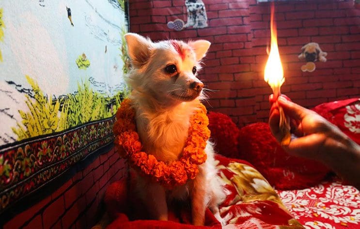 Kukur Tihar, festival que rinde homenaje a los perros como debe ser 3