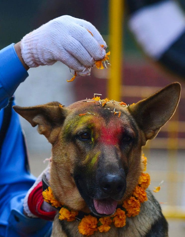Kukur Tihar, festival que rinde homenaje a los perros como debe ser 4