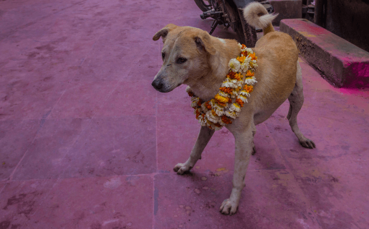 La belleza de la India durante el festival Holi 13