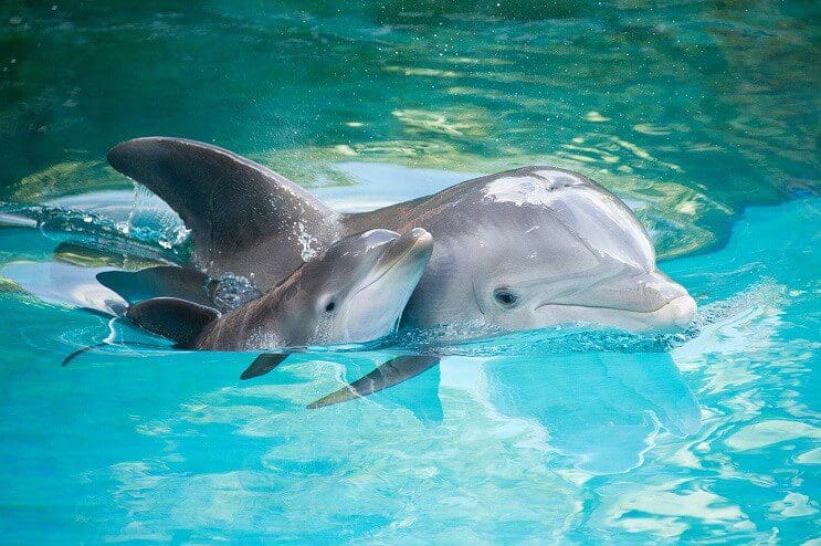 delfín y su bebé