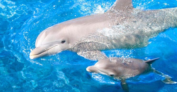 mama delfín
