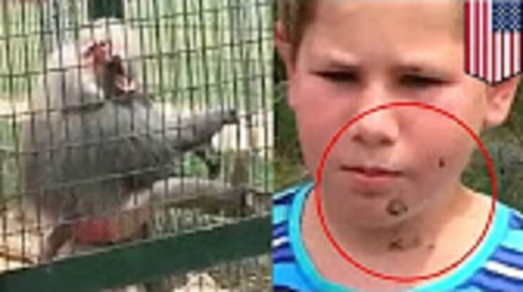 Mira la reacción de este babuino cuando es molestado por dos niñas 3
