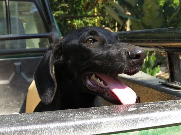 Perrita Gaia feliz de ser rescatada