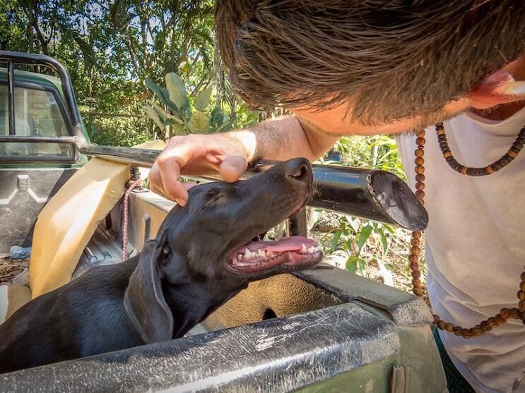 Perrita Gaia feliz por el rescate
