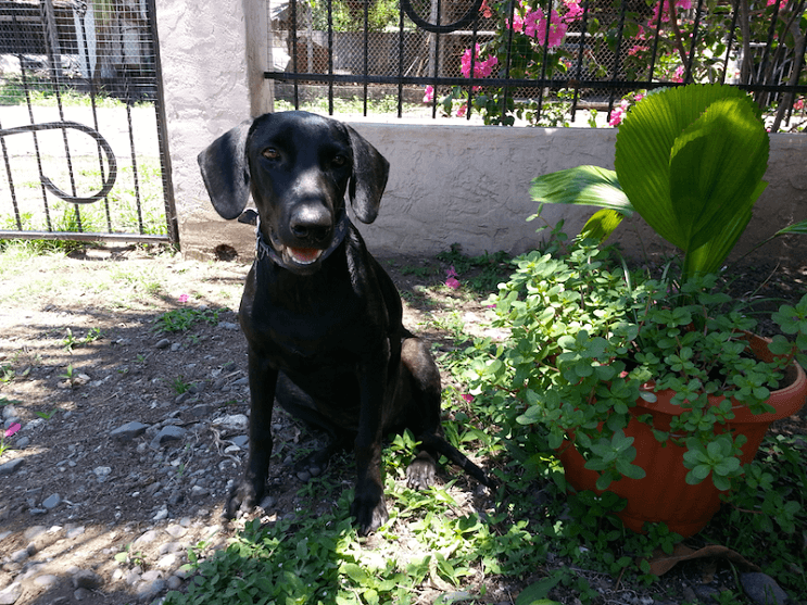 Perrita gaia feliz en el patio