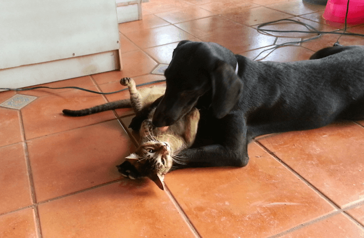 Perrita gaia jugando con gato