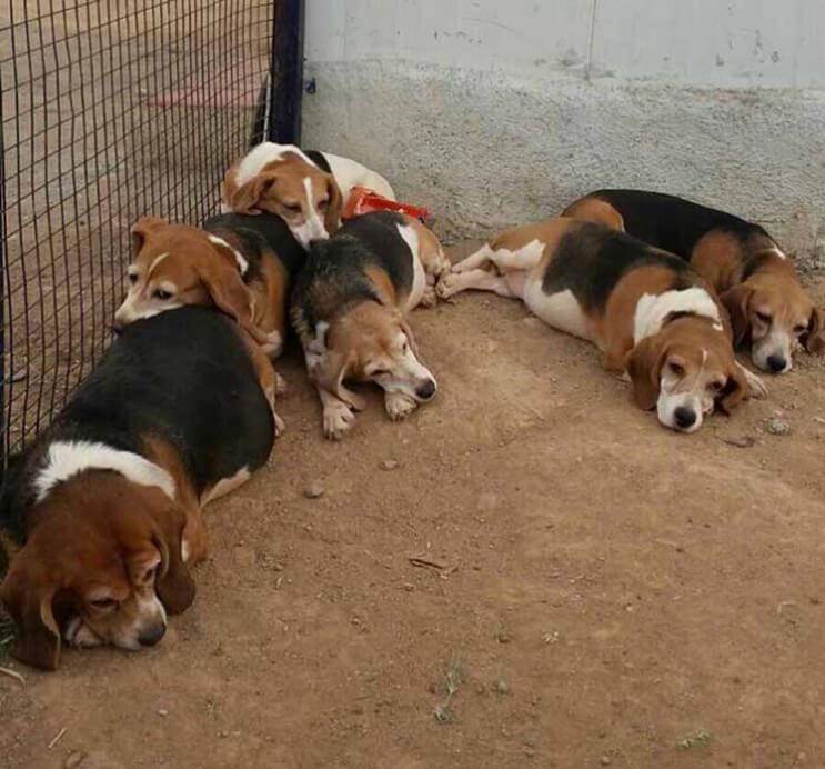 Perros rescatados ven por primera vez la luz del sol 2