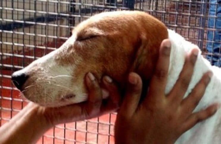 Perros rescatados ven por primera vez la luz del sol 3