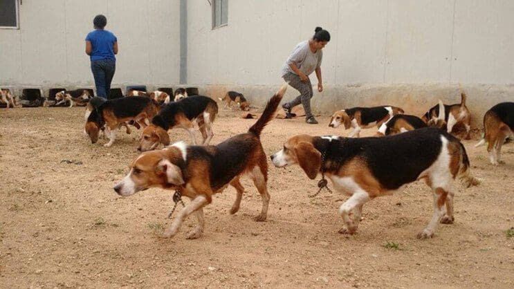 Perros rescatados ven por primera vez la luz del sol 5