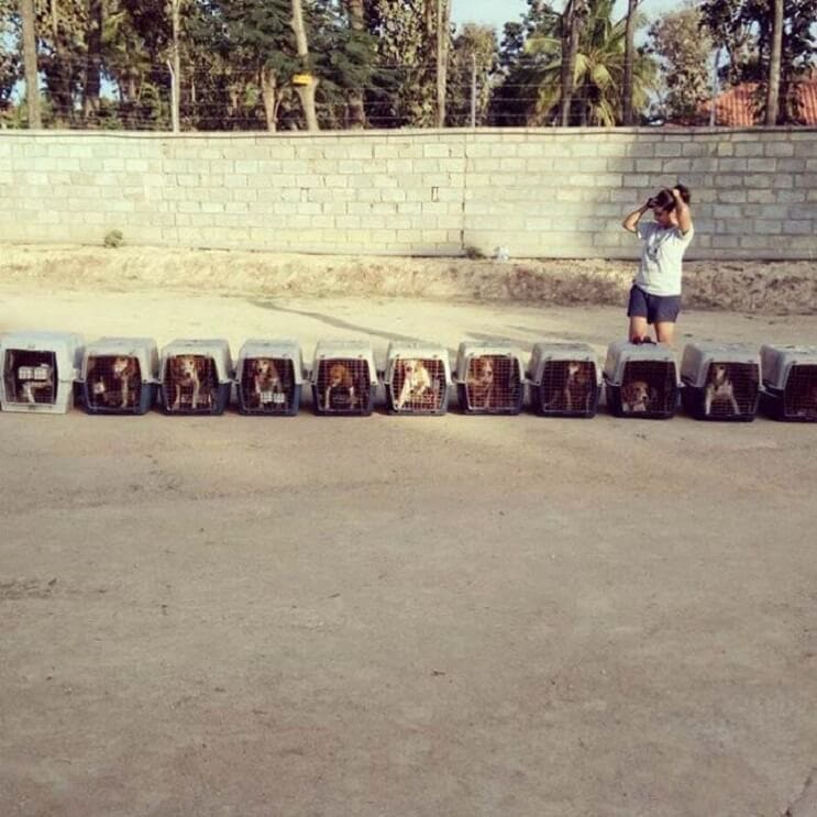 Perros rescatados ven por primera vez la luz del sol