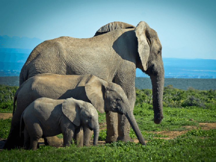 elefante-familia