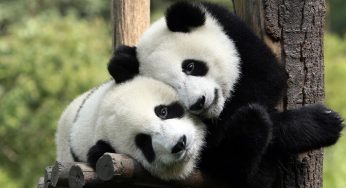 Diez animales que no sabías que se comen en el mundo