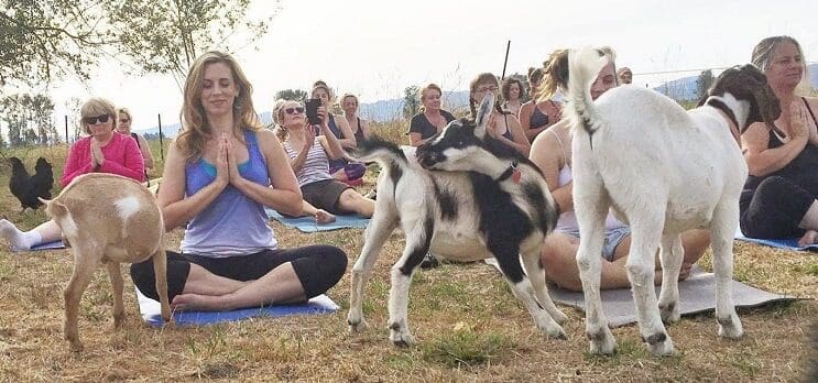 a-estas-cabras-les-gusta-el-yoga-y-lo-hacen-de-una-forma-divina-1