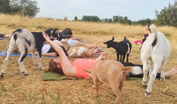 a-estas-cabras-les-gusta-el-yoga-y-lo-hacen-de-una-forma-divina-8