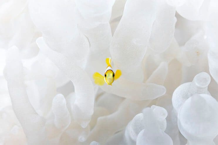asombrosas-fotografias-ganadoras-del-concurso-de-la-royal-photographic-society-3