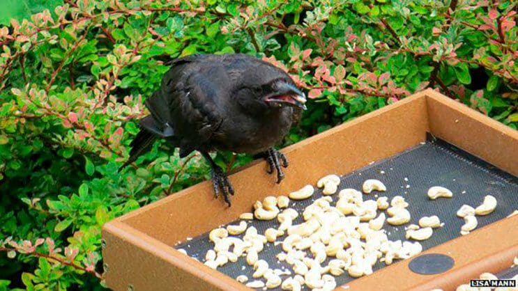 esta-nina-alimentaba-cuervos-y-anos-despues-le-traen-regalos-4