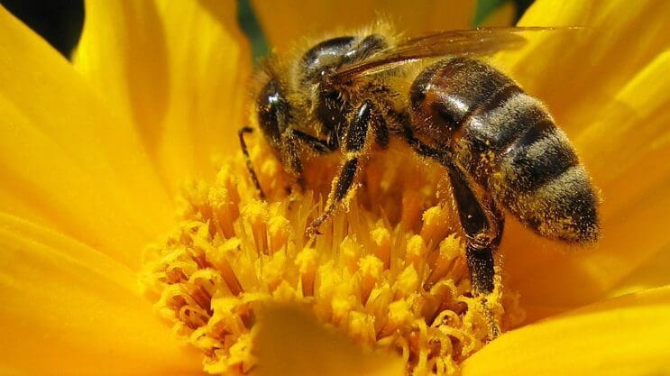 Este accidente provocó la muerte de millones de abejas en Florida
