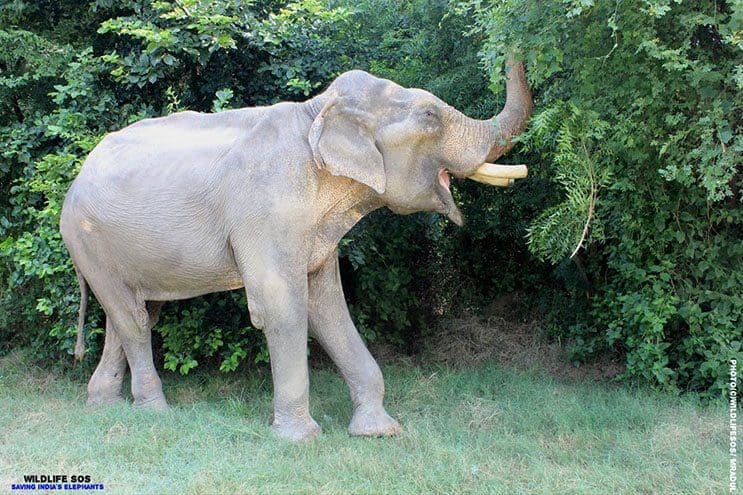 este-elefante-fue-puesto-en-libertad-y-su-felicidad-no-podria-ser-mayor-2