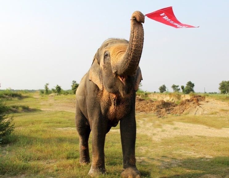 este-elefante-fue-puesto-en-libertad-y-su-felicidad-no-podria-ser-mayor-4