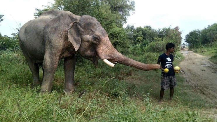 este-elefante-fue-puesto-en-libertad-y-su-felicidad-no-podria-ser-mayor-5