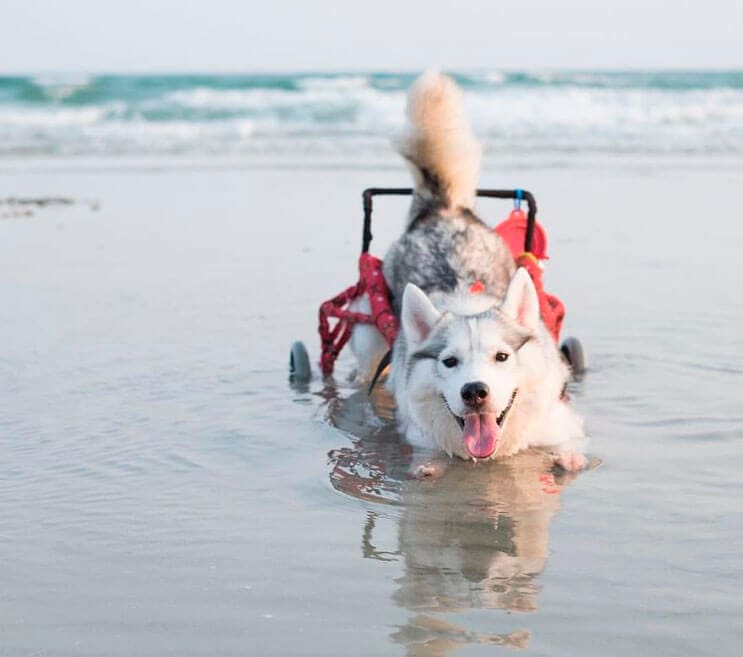 Este perro nació sin dedos, pero con su nueva silla de ruedas es