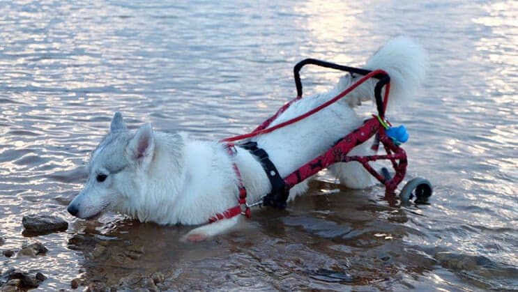 este-perro-nacio-sin-pies-y-con-su-nueva-silla-de-ruedas-es-el-mas-feliz-del-mundo-4