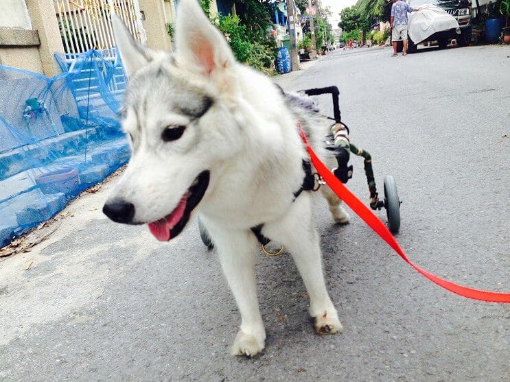 este-perro-nacio-sin-pies-y-con-su-nueva-silla-de-ruedas-es-el-mas-feliz-del-mundo-8
