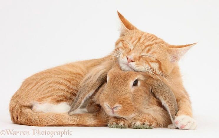 estos-hermanos-adoptivos-han-sido-fotografiados-de-la-manera-mas-tierna-11