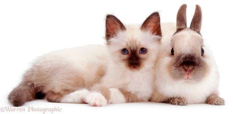 estos-hermanos-adoptivos-han-sido-fotografiados-de-la-manera-mas-tierna-13