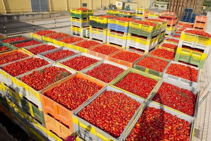 La Tomatina la pelea de comida más grande del mundo 01