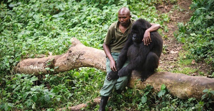 La triste realidad detrás de la foto de un hombre que abraza a un gorila