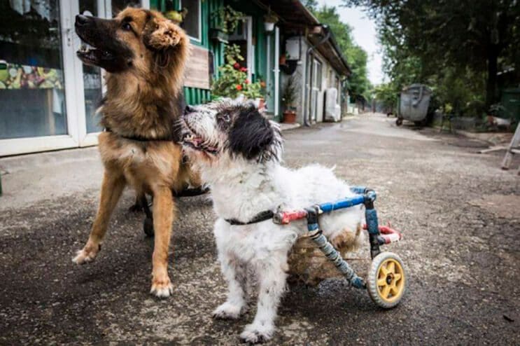 perros-con-dificultades-para-caminar-han-encontrado-en-este-hospital-el-paraiso-2