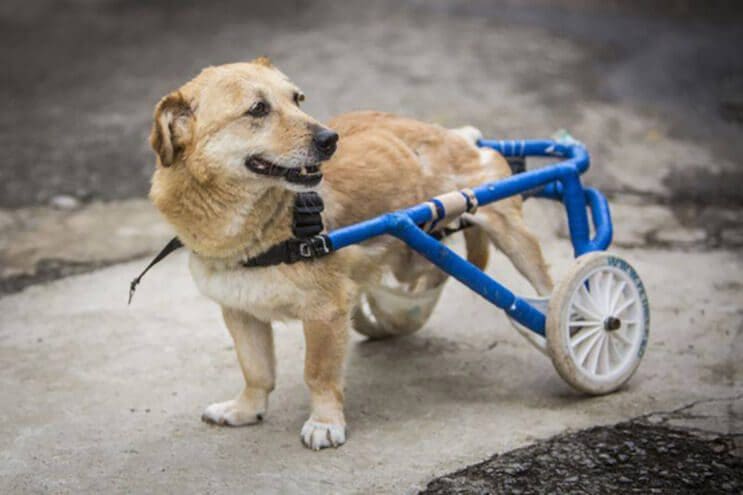 perros-con-dificultades-para-caminar-han-encontrado-en-este-hospital-el-paraiso-3