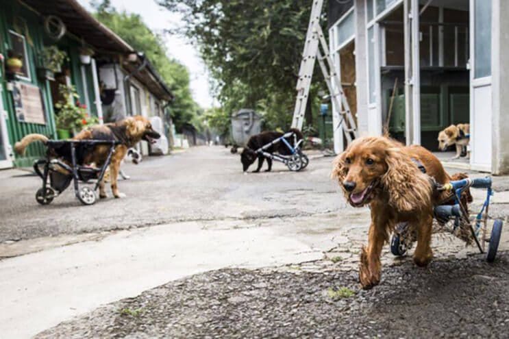 perros-con-dificultades-para-caminar-han-encontrado-en-este-hospital-el-paraiso-4