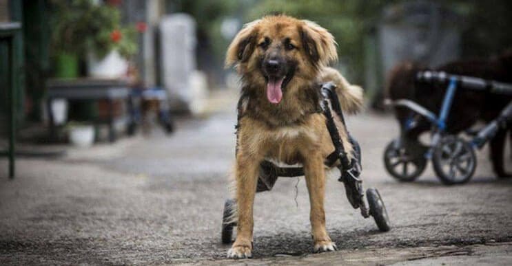 perros-con-dificultades-para-caminar-han-encontrado-en-este-hospital-el-paraiso