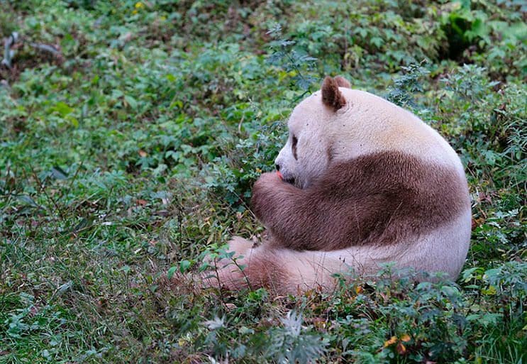 el-unico-panda-marron-del-mundo-al-fin-encontro-un-hogar-3