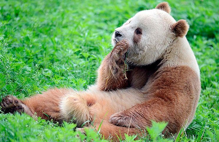 el-unico-panda-marron-del-mundo-al-fin-encontro-un-hogar-4