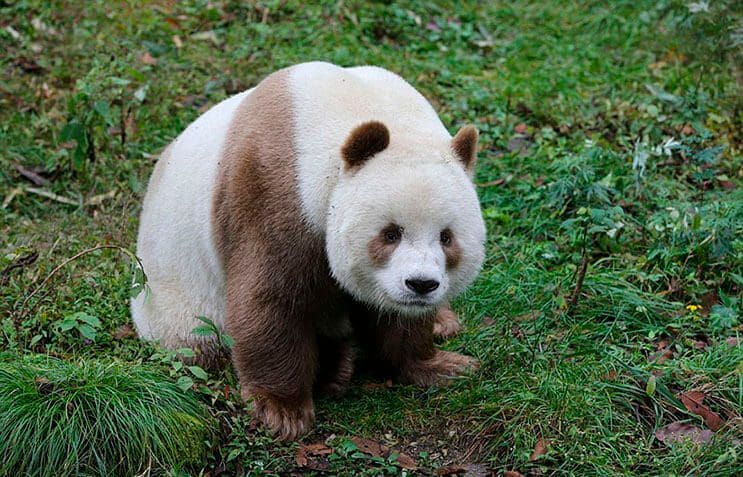 el-unico-panda-marron-del-mundo-al-fin-encontro-un-hogar-8