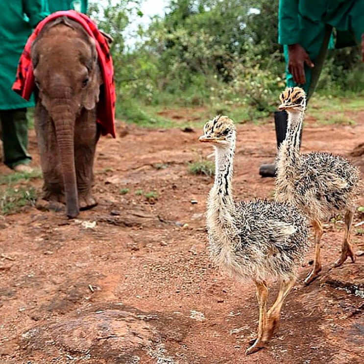 este-avestruz-se-convirtio-en-el-mejor-amigo-de-este-elefante-luego-de-que-perdiera-a-su-mama-1