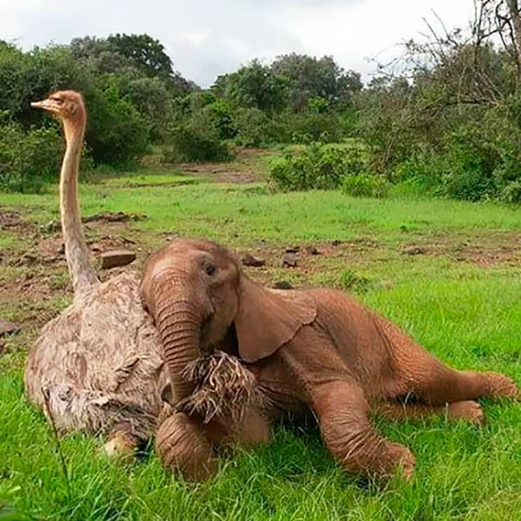 este-avestruz-se-convirtio-en-el-mejor-amigo-de-este-elefante-luego-de-que-perdiera-a-su-mama-3