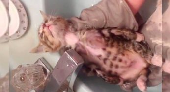 Este gato recién rescatado sí que disfrutó su primer baño
