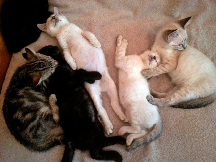 estos-gatitos-fueron-rescatados-y-ahora-gozan-de-un-hogar-y-familia-que-los-ama-5